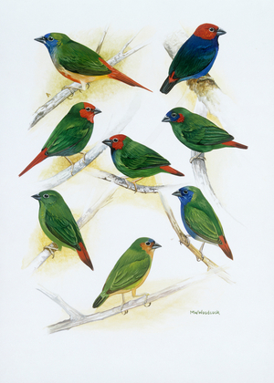 Estrildid finches