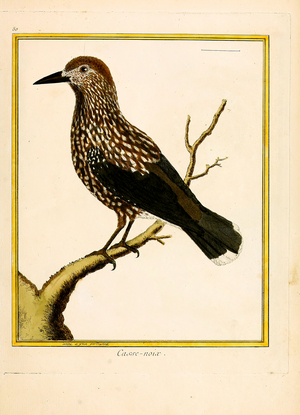 Nutcracker (print)