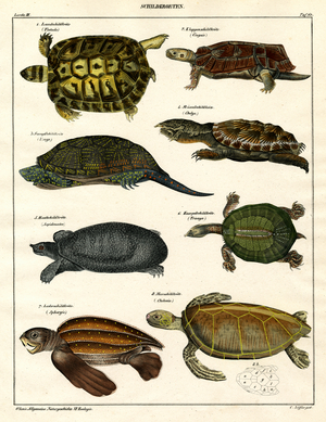 Various Turtle and Tortoise Species (print)