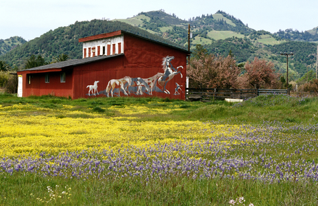 Flower Fields, Napa Valley, California, North America (photo)