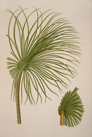 Livistona humilis