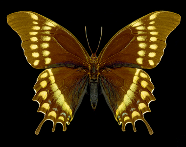 Papilio warscewiczii (photo)