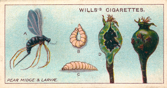 Garden Life: Pear Midge and Larvae (chromolitho)