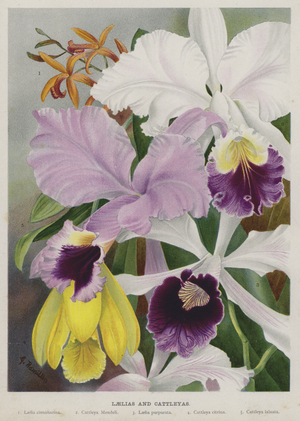 Laelias and Cattleyas (chromolitho)