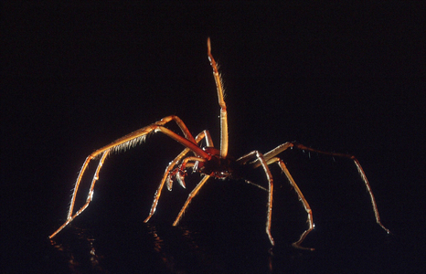 Spider, 1999 (photo)