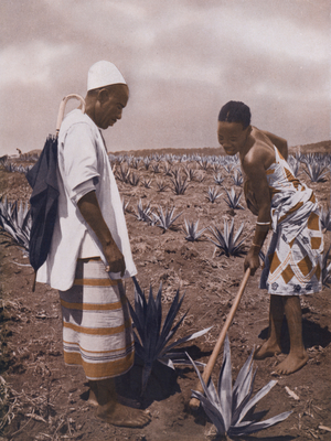 Sisal plantation in Tanganyika (coloured photo)