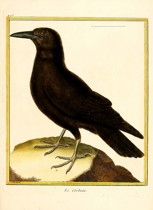 Raven (print)