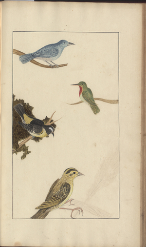A page from the 'Elegancies of Jamaica', Vol V, 21, 1759-1780s (w/c on paper)