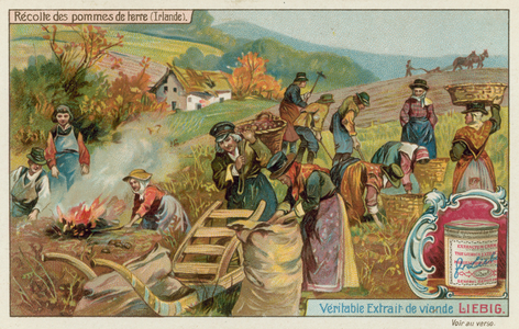Potato Harvest in Ireland (chromolitho)