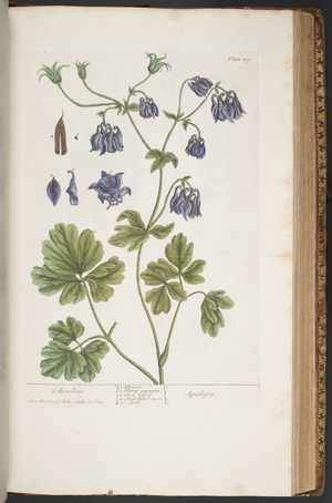 Plate 409, from 'A Curious Herbal', 1737 (coloured engraving)