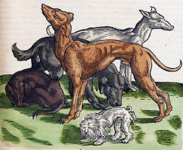 Medici Tigurini Historiae animalium