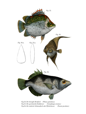 Orbiculated Batfish (colour litho)