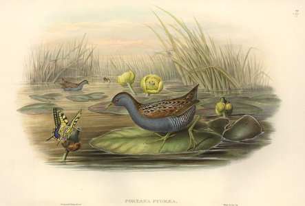 Porzana pusilla