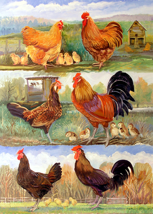 Poultry, 2009 (oil on canvas)