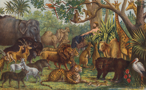 Adam naming the Animals (colour litho)