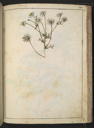 Camomila. Matricaria chamomilla; commonly known as chamomile (also spelled camomile).