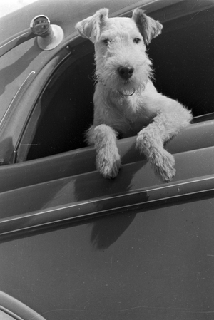 Vacation by car and with the dog, Germany 1930s (b/w photo)