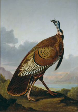 Meleagris gallopavo, Wild turkey (oil on canvas)