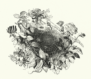 Cobweb (engraving)