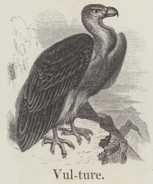 Vulture (engraving)