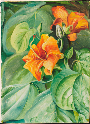 Foliage and flowers of the mahoe, Jamaica, 1872 (oil on board)