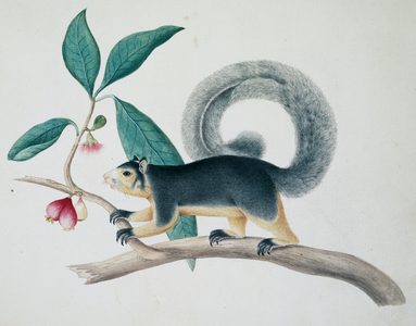 Sciurus macrourus, long-tailed squirrel, Ceylon drawings, Banks Manuscript No. 20, 1767 (w/c on paper)