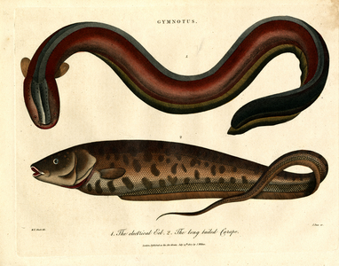 Gymnotus - The Electric Eel and the Long-tailed Carapo, 1810 (print)