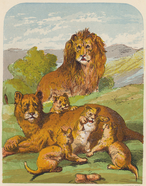 Lions (colour litho)