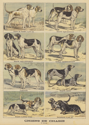 Hunting dogs (colour litho)