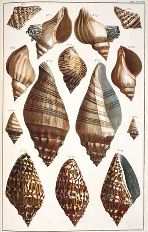 Collection of shells