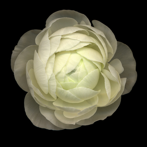 White Ranunculus (photo)