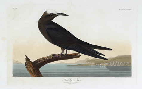 One bird. Colour Illustration by Audubon; Noddy Tern.