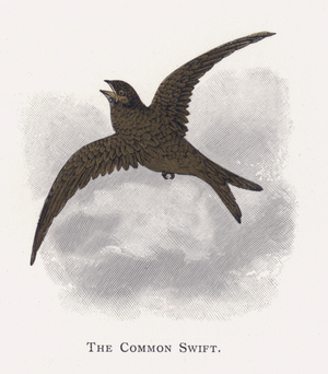 The Common Swift (chromolitho)