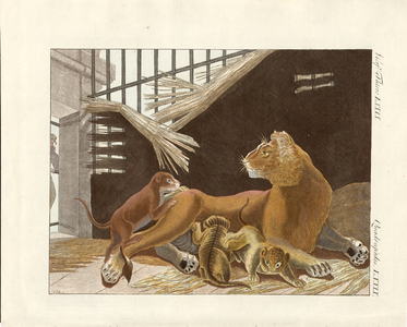 The lioness and her cubs (coloured engraving)