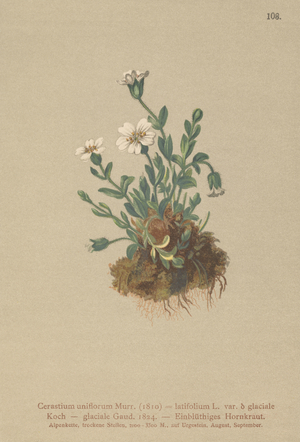 Glacier Mouse Ear (Cerastium uniflorum, Cerastium latifolium var. glaciale, Cerastium glaciale) (colour litho)