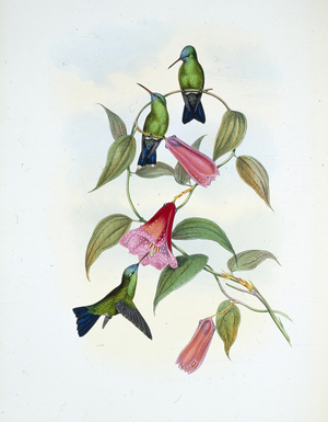 Green & Blue Sapphire (eucephala smaragdocaerulea) (hand-coloured litho)