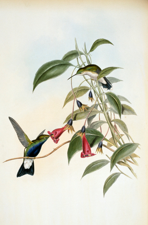 Blue-Breasted Plumeleteer (Hypuroptila Caeruleigaster) 1861 (lithograph)