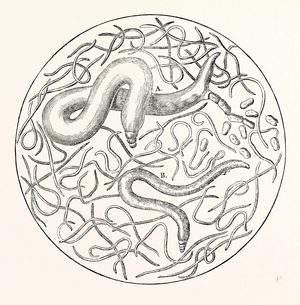 The  Grain Worms  Vibrio Tritici