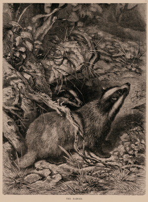 The Badger (engraving)