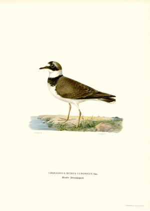 Little Ringed Plover (colour litho)