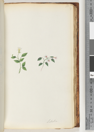 Page 73. Lobelia (w/c)