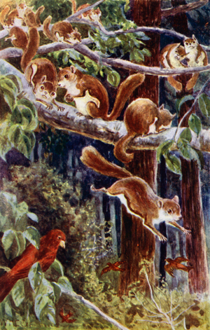 "How delightful it was to watch them frolicking about!" (colour litho)
