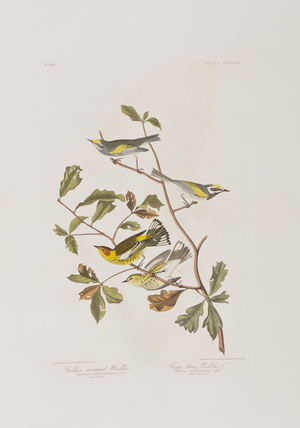 Illustration from 'Birds of America', 1827-38 (hand-coloured engraving & aquatint)