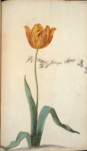 Tulipa sp.