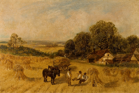 Cornfield (oil on canvas)