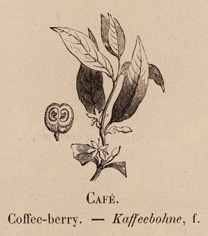 Le Vocabulaire Illustre: Cafe; Coffee-berry; Kaffeebohne (engraving)