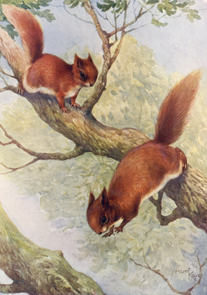Red squirrels (colour litho)