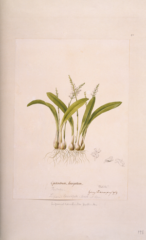 Liparis revoluta