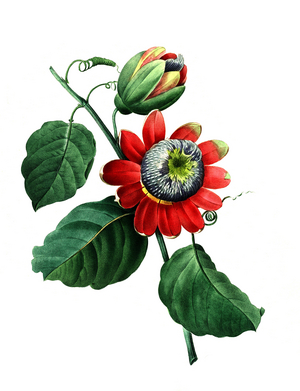 Flower of the passion flower, Passiflora alata