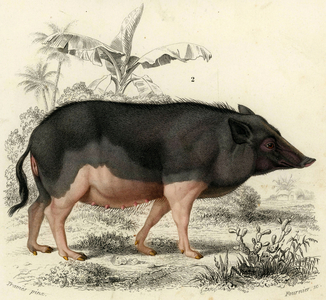 Pig des Indes female Engraving on steel watercolour By Edouard Travies Animal painter and lithographer francais 1809 1876